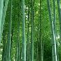描写竹子的句子