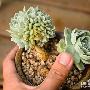 多肉植物介壳虫害处理