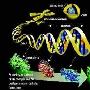 美科学家发现一种海洋微生物拥有最完美基因