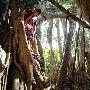 云南奇景“榕树王” 树龄千年树冠覆盖9.2亩