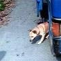 灵异！撞死小狗照片中复活?