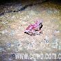 重庆长寿神秘洞穴群内发现红青蛙