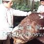 山东480斤大鱼拖船狂奔20海里 卖出4.3万元