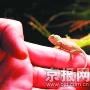 北京动物园首次人工孵出变色龙 长不足1尺