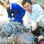 上海将把600多斤重巨型死亡海龟做成标本