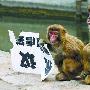 猴子虐猫 男子举牌抗议 纸牌被众猴当场撕毁