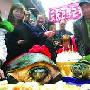 重庆一对170岁长寿巨龟夫妻 金婚50年深情相吻
