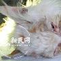 公猫疑被男子“强暴” 网上流传受伤猫照片(图)