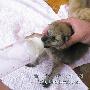 青岛动物世界上演复仇战 五头野猪攻击狼崽(图)