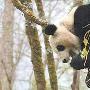 首只放归野外的圈养大熊猫在夺食时摔死(图)