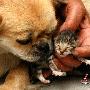 狗生猫！江苏黄毛小狮狗生出“猫”崽(组图)