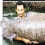 重达116公斤！ 泰国渔民钓出世界“最大”鲤鱼