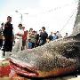 青岛渔民捕获5吨多重罕见夫妻鲨 身价达四万(图)