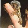 世界上最小的猴子：狨猴 和手指一样大