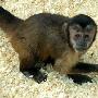 美科学家发现猴子向手脚撒尿为吸引异性(图)