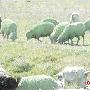 奇！罗马尼亚250只绵羊一夜之间毛变绿(图)