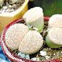 世界十大奇异植物：会走路 能吃人 喜欢笑