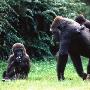 英国大猩猩成功“越狱” 挖地道逃离动物园(图)