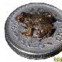 印度发现最小陆地脊椎动物 夜蛙只有硬币大(图)