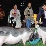 宠物香猪体重达70多斤 一顿能喝3瓶啤酒(图)