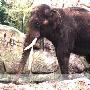 世界上最大的亚洲象神秘失踪(图)