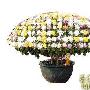 史上最牛菊花：一株开花547朵 分属513个品种[图]