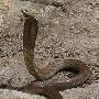 世界最大射毒眼镜蛇 一口毒能致20人死(组图)