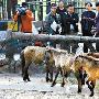 广州动物园引进“世界最矮的马”(图)