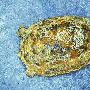 河中发现奇石：距今约1亿年的龟化石（图）