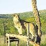 南非一狩猎场发生惨剧 9头狮子分食管理员[图]