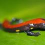 哥斯达黎加发现3种新蝾螈（挺可爱的）