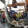 意外！7.4米长鲸鲨在菲律宾被货轮撞死[图]