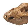 科学家发现史前食肉巨兽“洞熊”的头骨[组图]