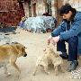 江西一母狗产下四幼犬 三只没尾巴(图)
