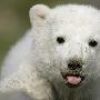 小北极熊偷走德国人的心 “克努特狂热”引非议