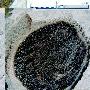 5.8亿年前“八臂仙母虫”化石现身贵州(图)