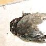 至死不渝：雌雄双燕相拥御寒被冻死(图)