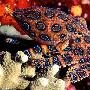 奇异绚丽的海洋生物:蓝环章鱼毒液可致命[图]