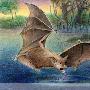 翅膀宽数米：科学家发现3500万年前巨型蝙蝠化石（图）