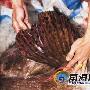 价值十几万：海南渔民捕获380斤巨型石斑(图)