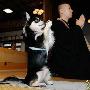 日本冲绳禅寺内的聪明小狗模仿主人祷告(图)