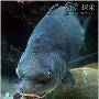 海洋深处：鱼类“合唱”热闹喧天（图）