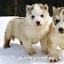 可爱的雪橇犬宝宝(组图)