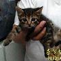 美国兽医接生出罕见6条腿小猫（图）