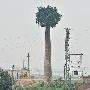 广州有棵“烟囱树”:废弃烟囱中榕树生根(图)