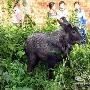 江西发现现“神兽”苏门羚 不堪骚扰撞墙自杀(图)