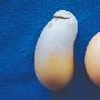 母鸡下怪蛋 状如鹦鹉 曾产下近半斤重鸡蛋(图)