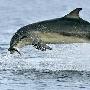 英动物摄影家拍下的海豚跳水嬉游精彩图片