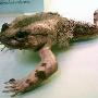 美国发现身上长毛有利爪的怪异青蛙(图)