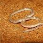 巴西发现新物种：极其像蛇的“无腿蜥蜴”（图）